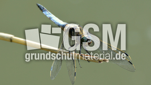 Blaugrüne Mosaikjungfer (14).jpg